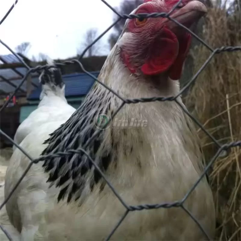 Chicken Netting